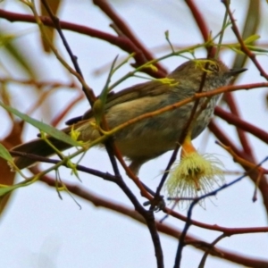 Acanthiza pusilla at Fyshwick, ACT - 23 Dec 2017