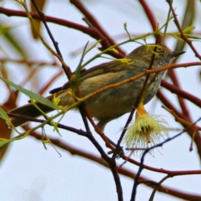 Acanthiza pusilla (Brown Thornbill) at Fyshwick, ACT - 22 Dec 2017 by RodDeb