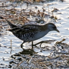 Zapornia pusilla (Baillon's Crake) at Fyshwick, ACT - 23 Dec 2017 by RodDeb