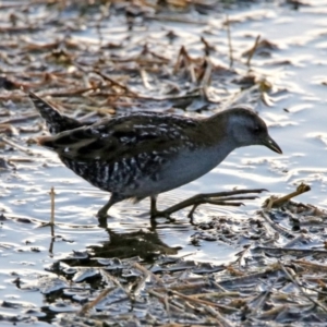 Zapornia pusilla at Fyshwick, ACT - 23 Dec 2017