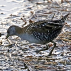 Zapornia pusilla at Fyshwick, ACT - 23 Dec 2017