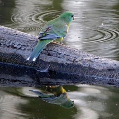 Psephotus haematonotus (Red-rumped Parrot) at Jerrabomberra Wetlands - 22 Dec 2017 by RodDeb