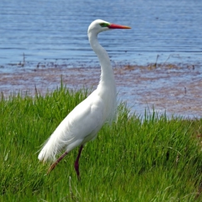 Ardea plumifera (Plumed Egret) at Jerrabomberra Wetlands - 9 Dec 2017 by RodDeb