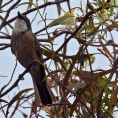 Pachycephala rufiventris (Rufous Whistler) at Fyshwick, ACT - 23 Dec 2017 by RodDeb