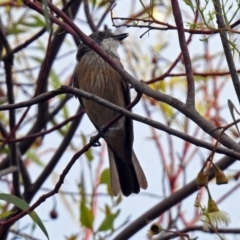 Pachycephala rufiventris at Fyshwick, ACT - 23 Dec 2017