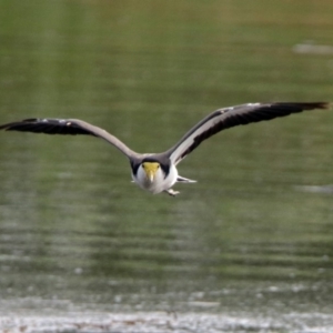 Vanellus miles at Fyshwick, ACT - 23 Dec 2017