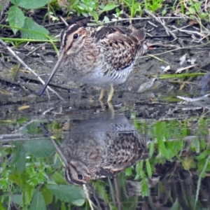 Gallinago hardwickii at Fyshwick, ACT - 23 Dec 2017