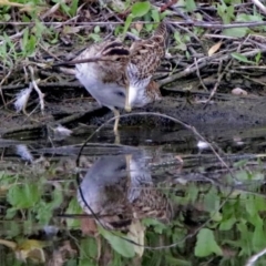 Gallinago hardwickii at Fyshwick, ACT - 23 Dec 2017