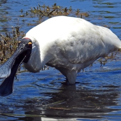 Platalea regia (Royal Spoonbill) at Jerrabomberra Wetlands - 22 Dec 2017 by RodDeb