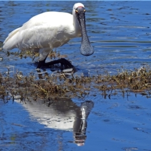 Platalea regia at Fyshwick, ACT - 22 Dec 2017