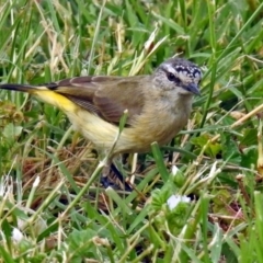 Acanthiza chrysorrhoa (Yellow-rumped Thornbill) at Jerrabomberra Wetlands - 23 Dec 2017 by RodDeb