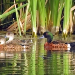 Anas castanea (Chestnut Teal) at Fyshwick, ACT - 23 Dec 2017 by RodDeb