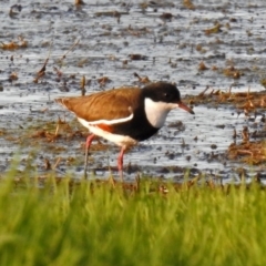 Erythrogonys cinctus (Red-kneed Dotterel) at Jerrabomberra Wetlands - 23 Dec 2017 by RodDeb