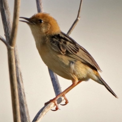 Cisticola exilis (Golden-headed Cisticola) at Fyshwick, ACT - 22 Dec 2017 by RodDeb