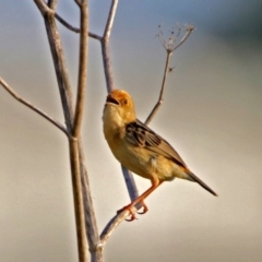Cisticola exilis at Fyshwick, ACT - 23 Dec 2017 12:00 AM