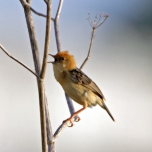 Cisticola exilis at Fyshwick, ACT - 23 Dec 2017