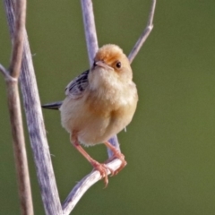 Cisticola exilis at Fyshwick, ACT - 23 Dec 2017 12:00 AM