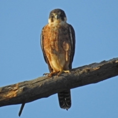 Falco longipennis (Australian Hobby) at Fyshwick, ACT - 23 Dec 2017 by RodDeb