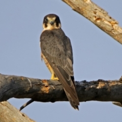 Falco longipennis at Fyshwick, ACT - 23 Dec 2017