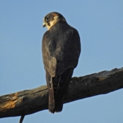 Falco longipennis at Fyshwick, ACT - 23 Dec 2017
