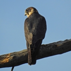 Falco longipennis at Fyshwick, ACT - 23 Dec 2017