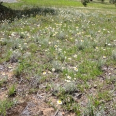 Leucochrysum albicans subsp. tricolor at Campbell, ACT - 25 Dec 2017