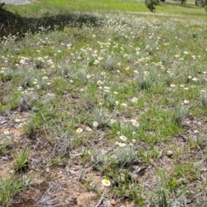 Leucochrysum albicans subsp. tricolor at Campbell, ACT - 25 Dec 2017