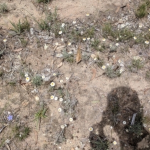 Leucochrysum albicans subsp. tricolor at Campbell, ACT - 25 Dec 2017 02:24 PM