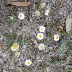 Leucochrysum albicans subsp. tricolor at Campbell, ACT - 25 Dec 2017