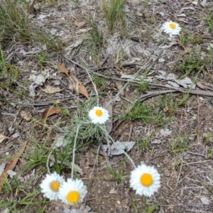 Leucochrysum albicans subsp. tricolor at Campbell, ACT - 25 Dec 2017 02:24 PM