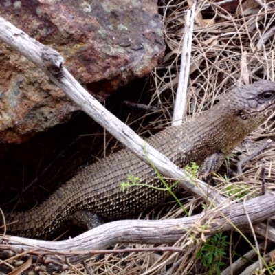 Egernia cunninghami (Cunningham's Skink) at Majura, ACT - 25 Dec 2017 by SilkeSma