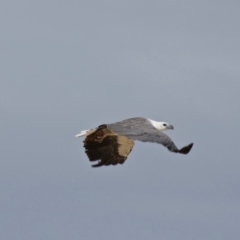 Haliaeetus leucogaster (White-bellied Sea-Eagle) at Mogareeka, NSW - 25 Dec 2017 by Nullica