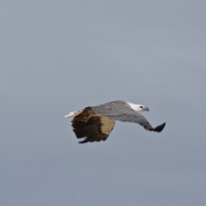 Haliaeetus leucogaster at Mogareeka, NSW - 25 Dec 2017 07:48 AM