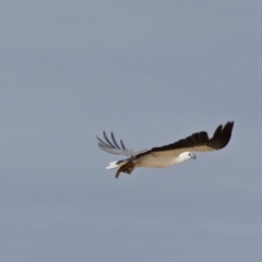 Haliaeetus leucogaster at Mogareeka, NSW - 25 Dec 2017 07:48 AM