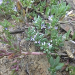 Lythrum hyssopifolia (Small Loosestrife) at Mount Ainslie - 25 Dec 2017 by SilkeSma