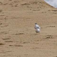 Sternula albifrons (Little Tern) at Mogareeka, NSW - 24 Dec 2017 by Nullica