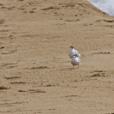 Sternula albifrons (Little Tern) at Mogareeka, NSW - 24 Dec 2017 by Nullica