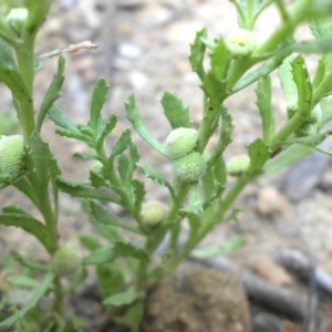 Centipeda cunninghamii at Majura, ACT - 25 Dec 2017