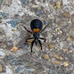 Peirates sp. (genus) (Yellow-spot Assassin Bug) at Macarthur, ACT - 25 Dec 2017 by RodDeb