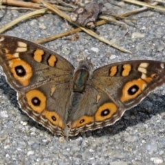 Junonia villida (Meadow Argus) at Macarthur, ACT - 25 Dec 2017 by RodDeb