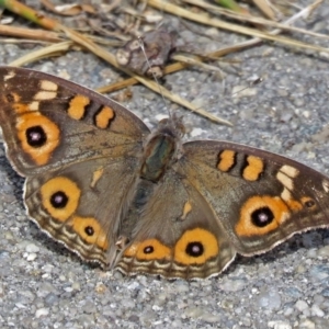 Junonia villida at Macarthur, ACT - 25 Dec 2017