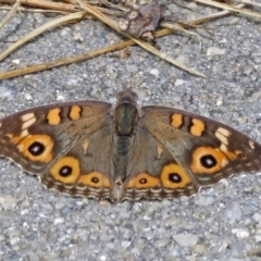 Junonia villida at Macarthur, ACT - 25 Dec 2017