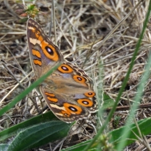 Junonia villida at Macarthur, ACT - 25 Dec 2017