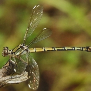 Diphlebia nymphoides at Tennent, ACT - 16 Dec 2017