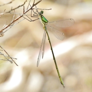 Synlestes weyersii at Tennent, ACT - 16 Dec 2017