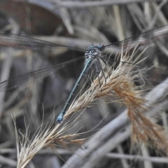 Austroargiolestes icteromelas (Common Flatwing) at Paddys River, ACT - 16 Dec 2017 by JohnBundock