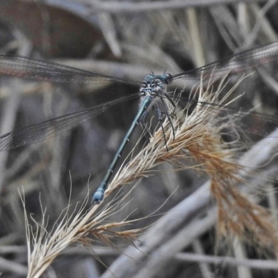 Austroargiolestes icteromelas (Common Flatwing) at Paddys River, ACT - 16 Dec 2017 by JohnBundock