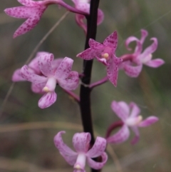 Dipodium roseum (Rosy Hyacinth Orchid) at Gundaroo, NSW - 25 Dec 2017 by MaartjeSevenster