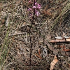 Dipodium roseum at Gundaroo, NSW - suppressed