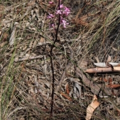 Dipodium roseum at Gundaroo, NSW - 25 Dec 2017